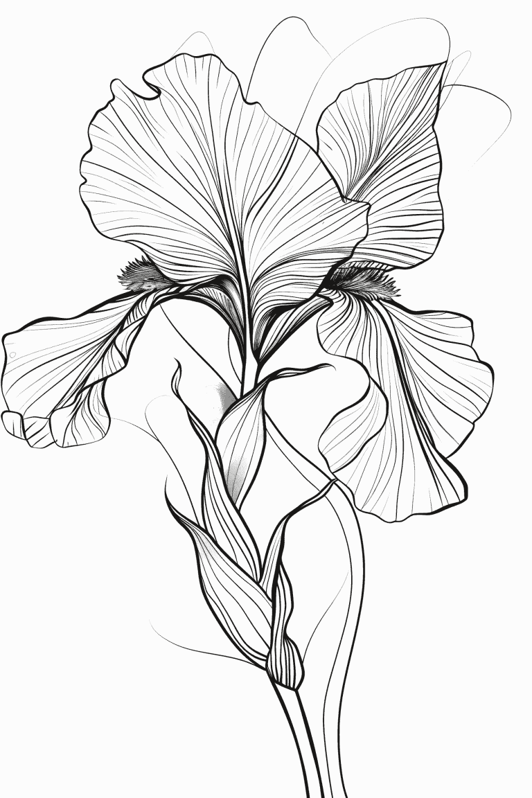Iris