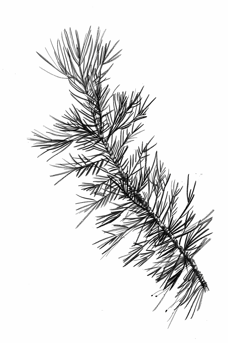 Pine Needle