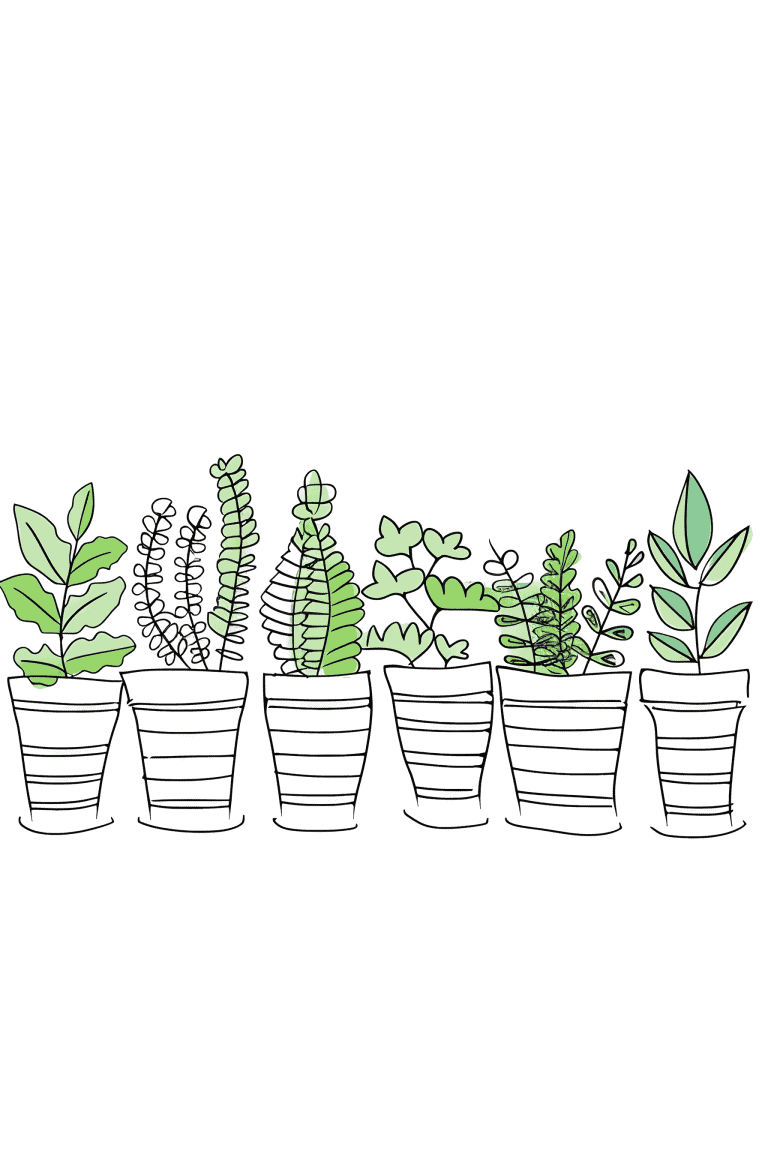 Row Of Potted Ferns