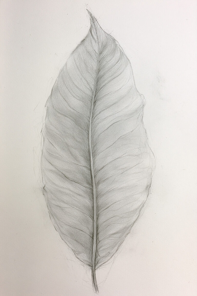 Broad Tropical Leaf