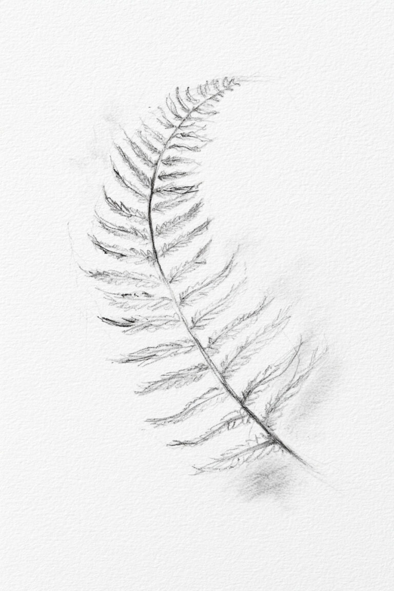 Fern Frond