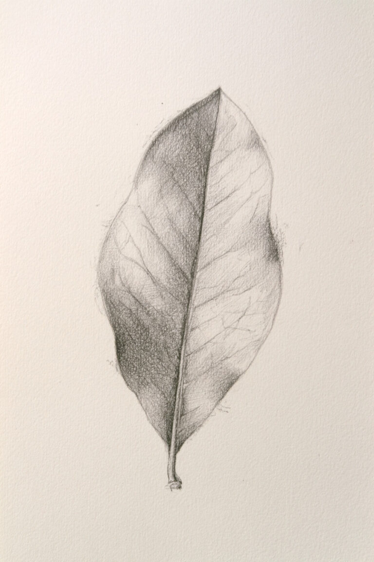 Magnolia Leaf