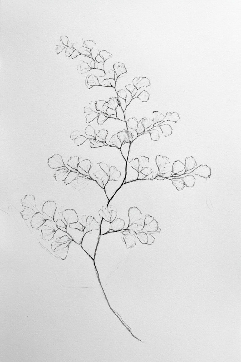 Maidenhair Fern Leaf
