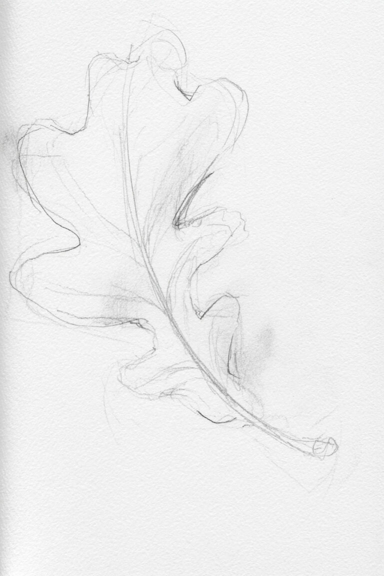 Oak Leaf