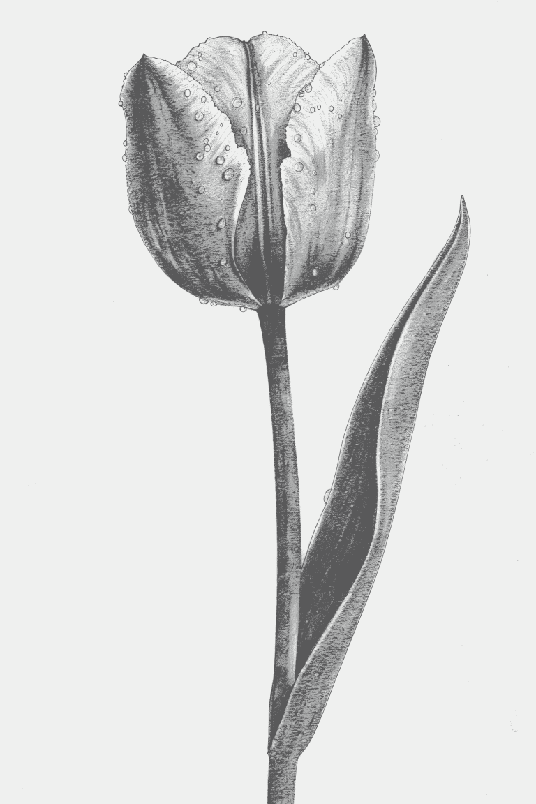 Tulip With Dew Drops