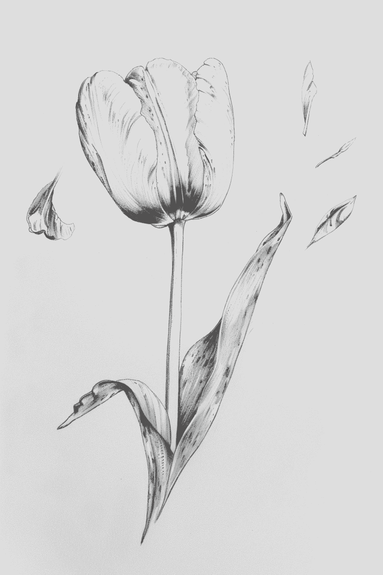 Tulip Slowly Falling Off Petals