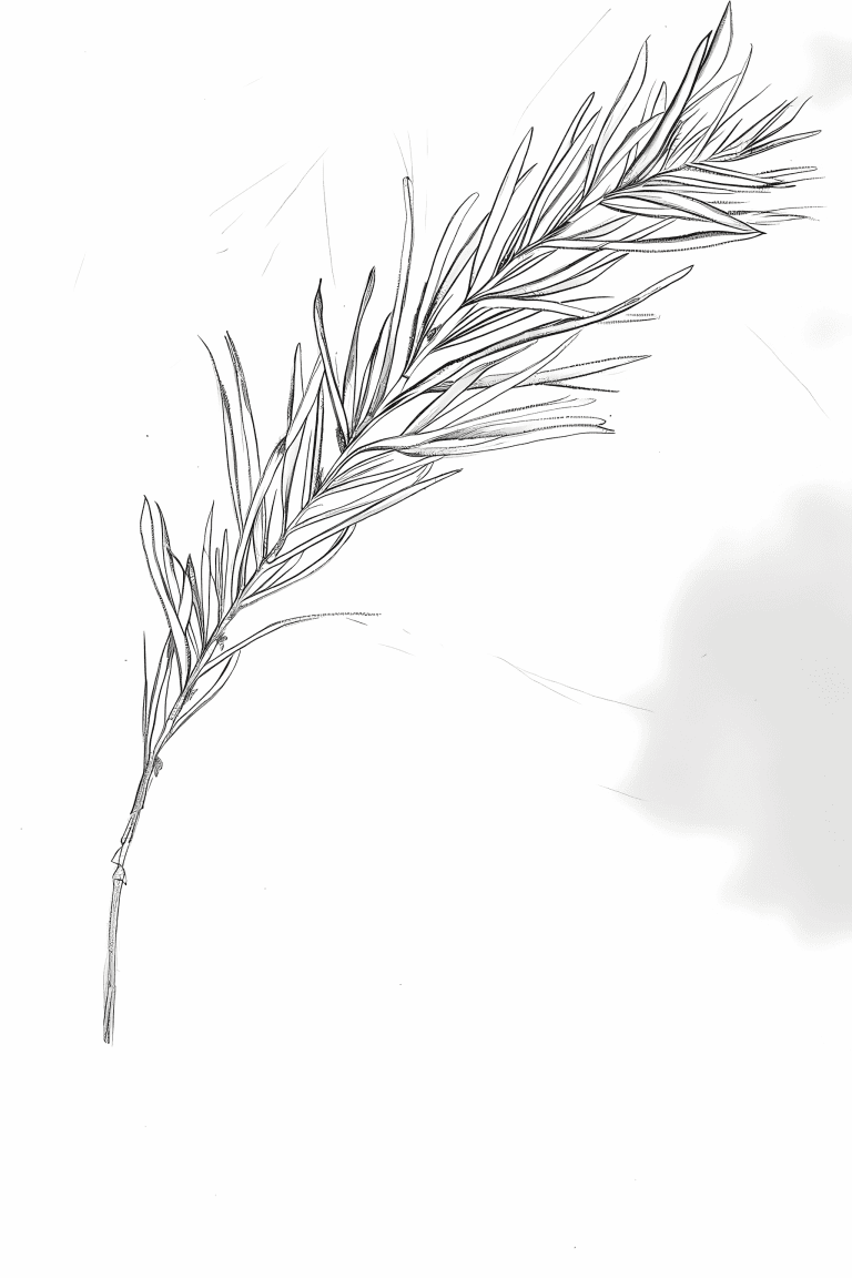 Cypress Leaf
