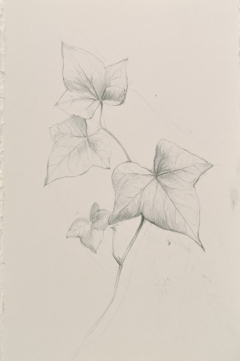 Ivy Leaf