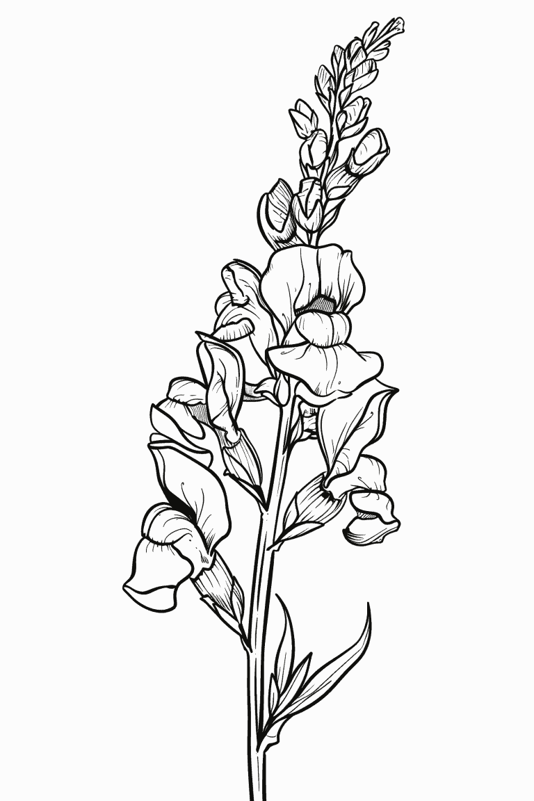 Snapdragon