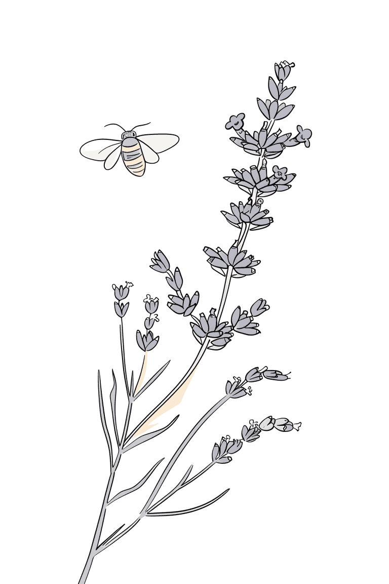 Sprig Of Lavender