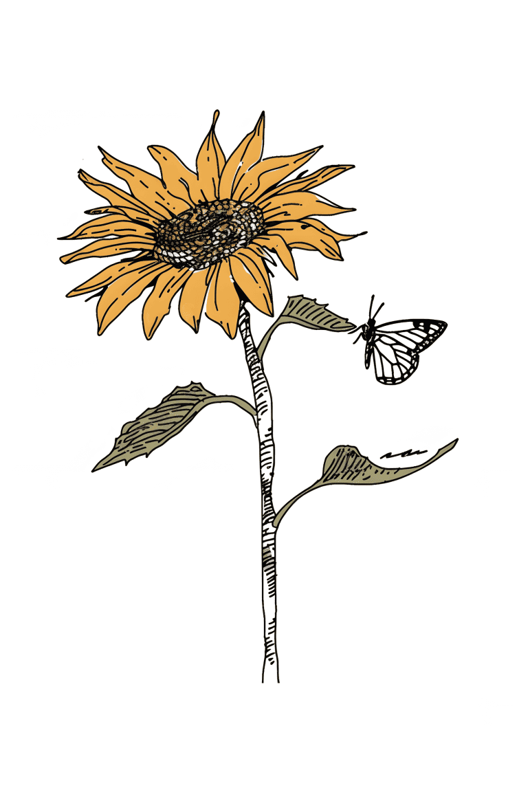 Sunflower With Butterfly