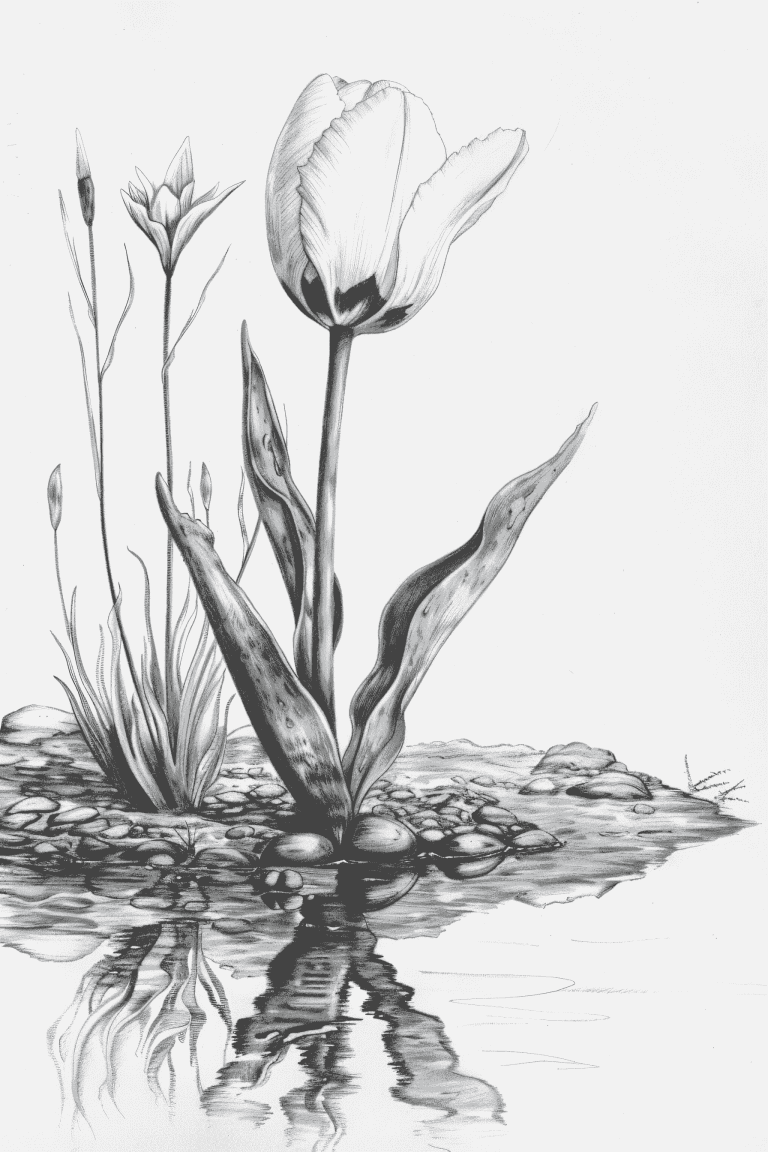 Tulip Growing Near A Stream