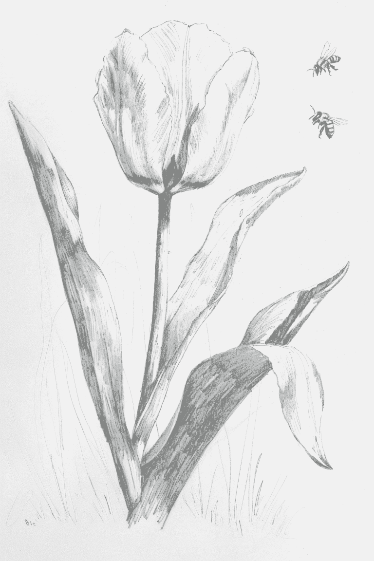 Bees Flying Around A Tulip