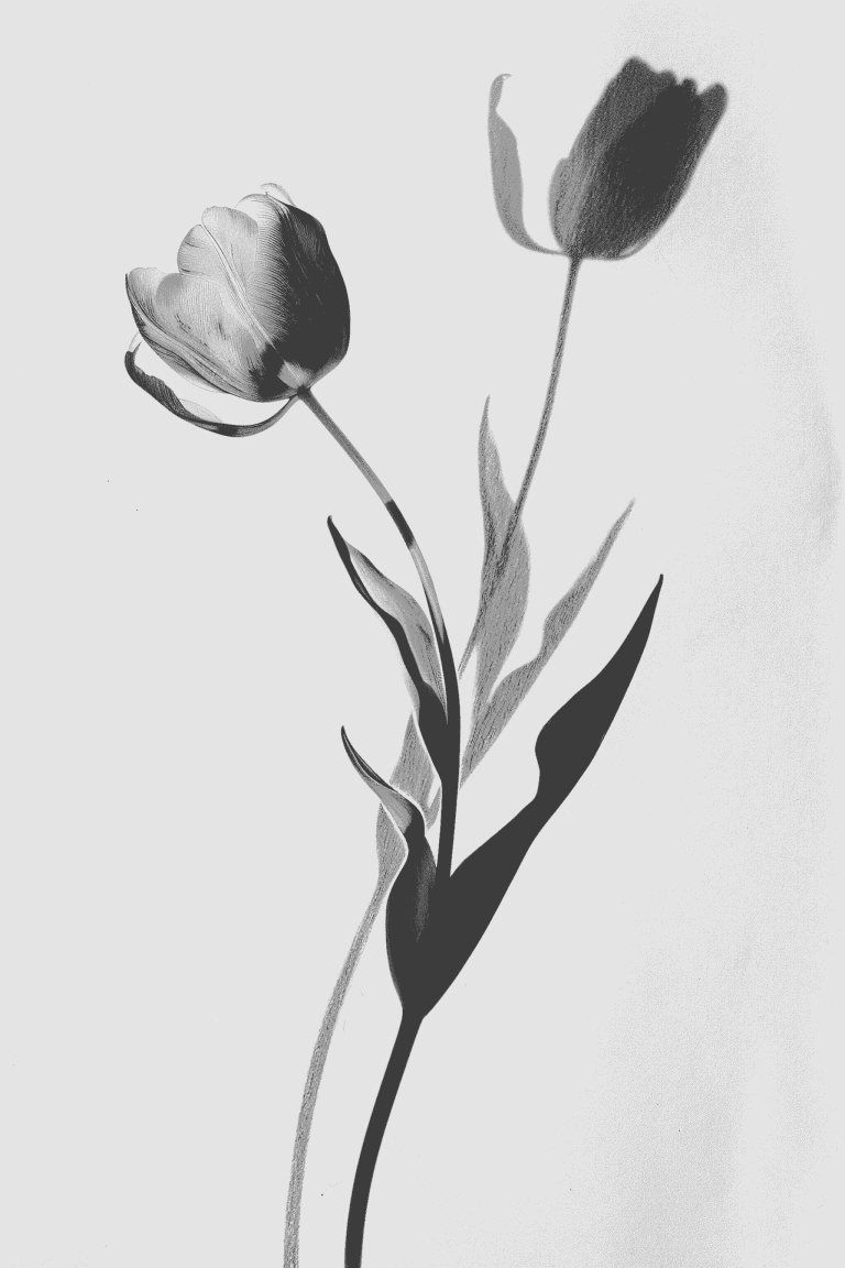 Tulip’s Shadow