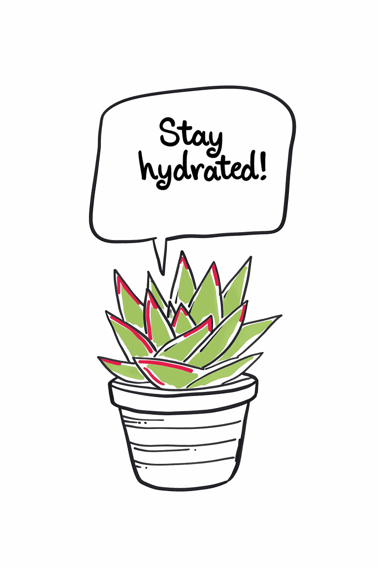 Succulent Saying Stay Hydrated