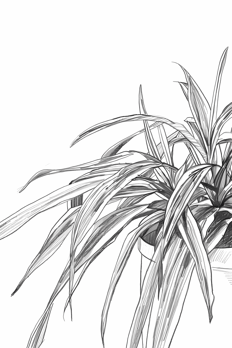 Variegated Spider Plant