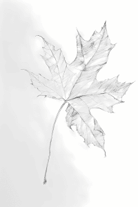 Botanical Leaf Drawing Ideas