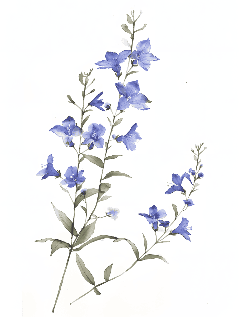 Lobelia
