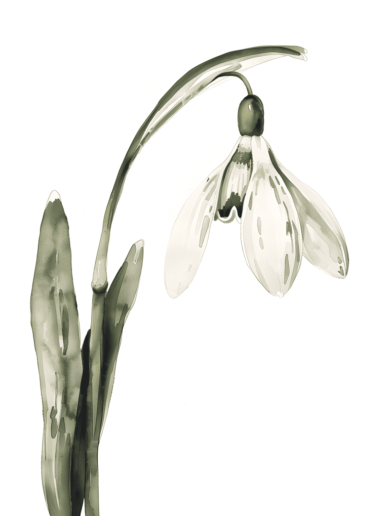 Delicate Snowdrop