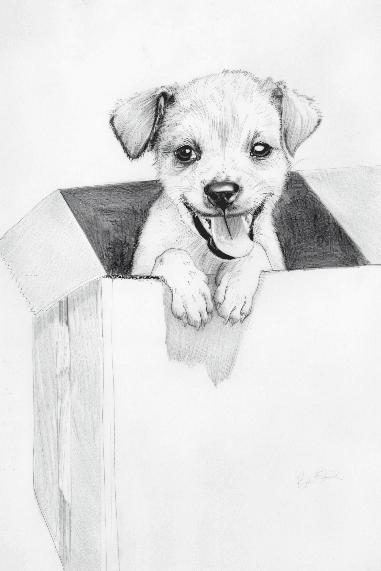Puppy Peeking Out From A Box