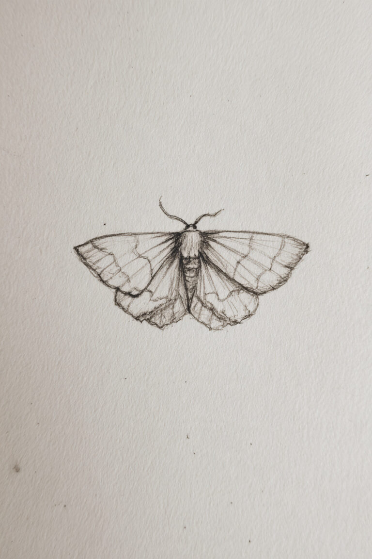 Moth