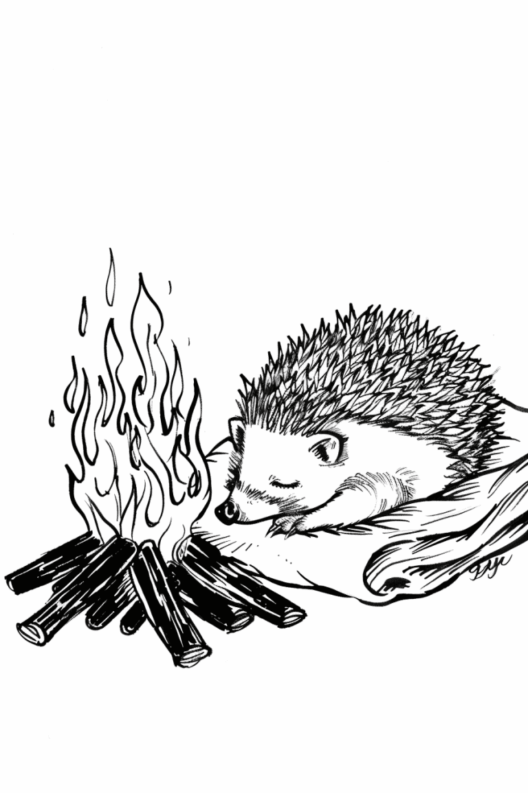 Hedgehog Curled Up Beside A Blanket