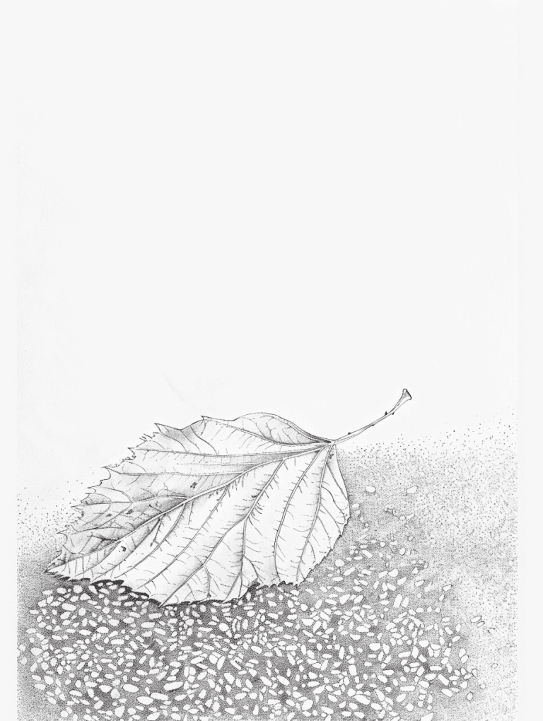 Leaf On Gravel Path