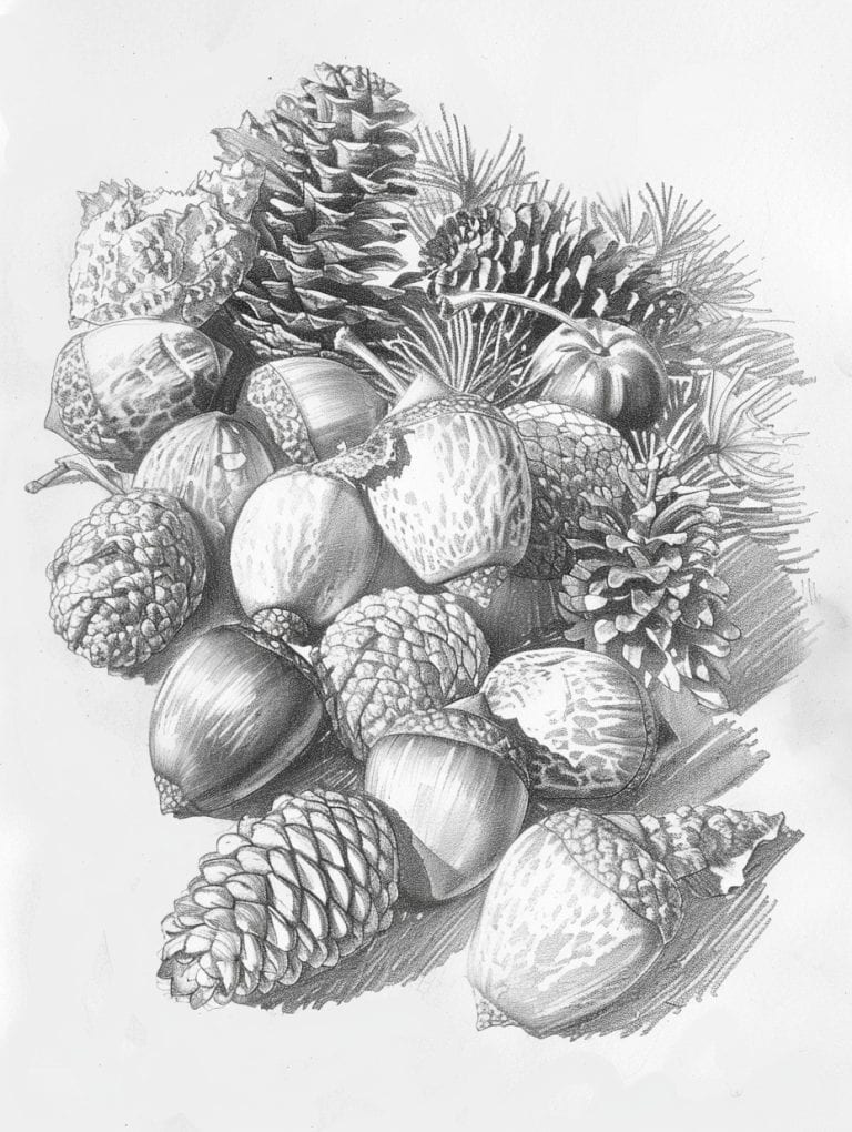 Acorns And Pinecons