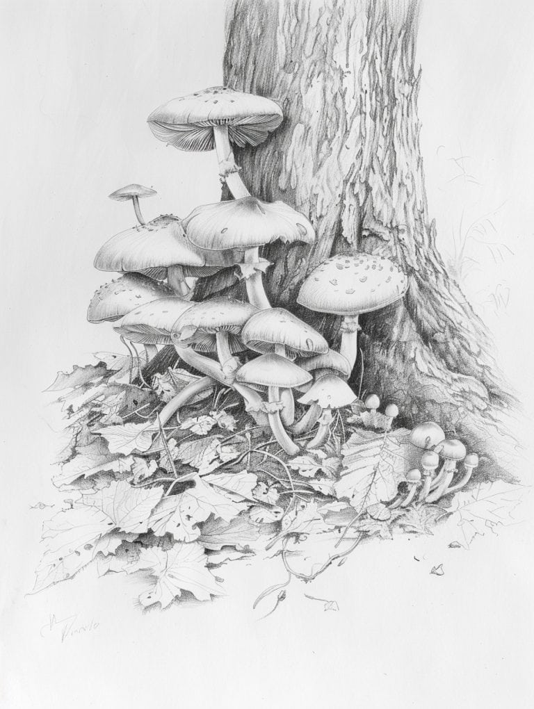 Mushroom At Tree Base