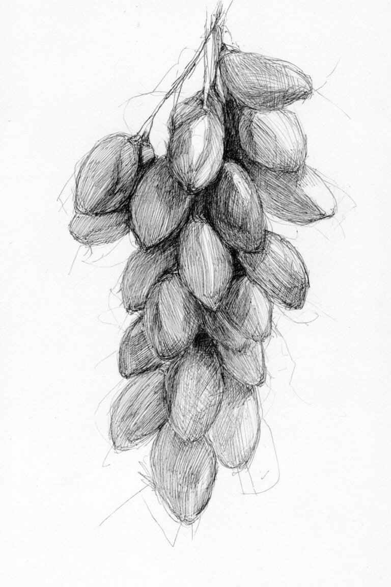 Date Fruit Hanging Bunch