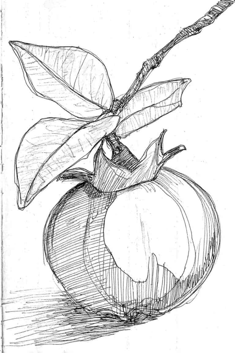 Mangosteen
