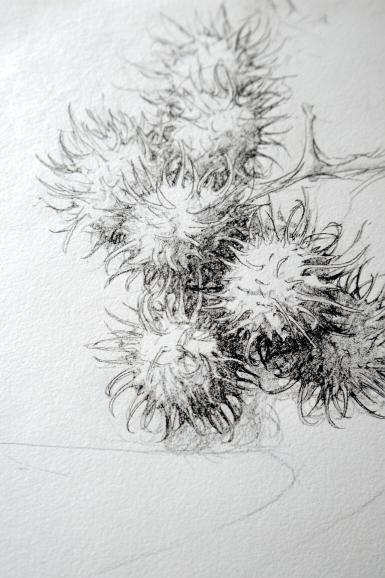 Rambutan Cluster