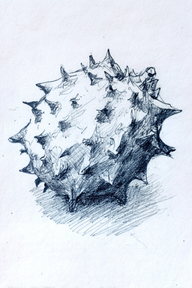 Whole Soursop Fruit