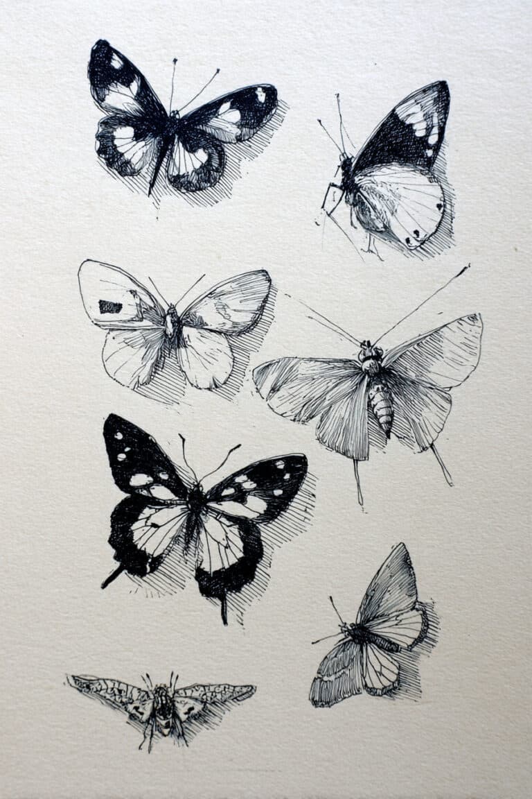 Delicate Butterfly Collection