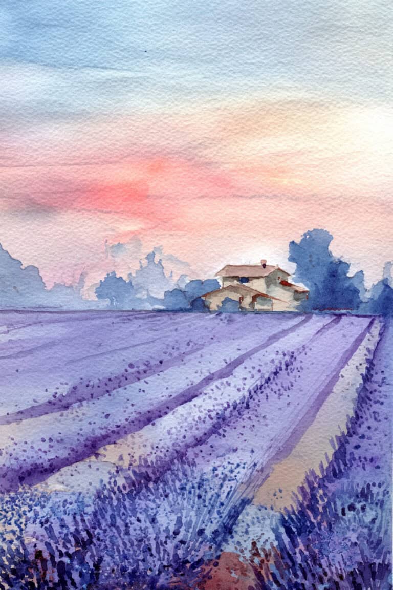 Lavender Fields & Cottage