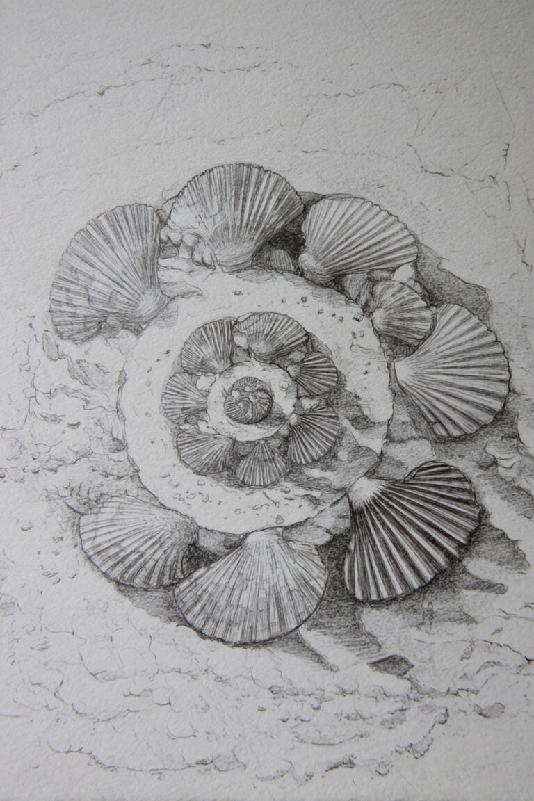 Seashell Mandala
