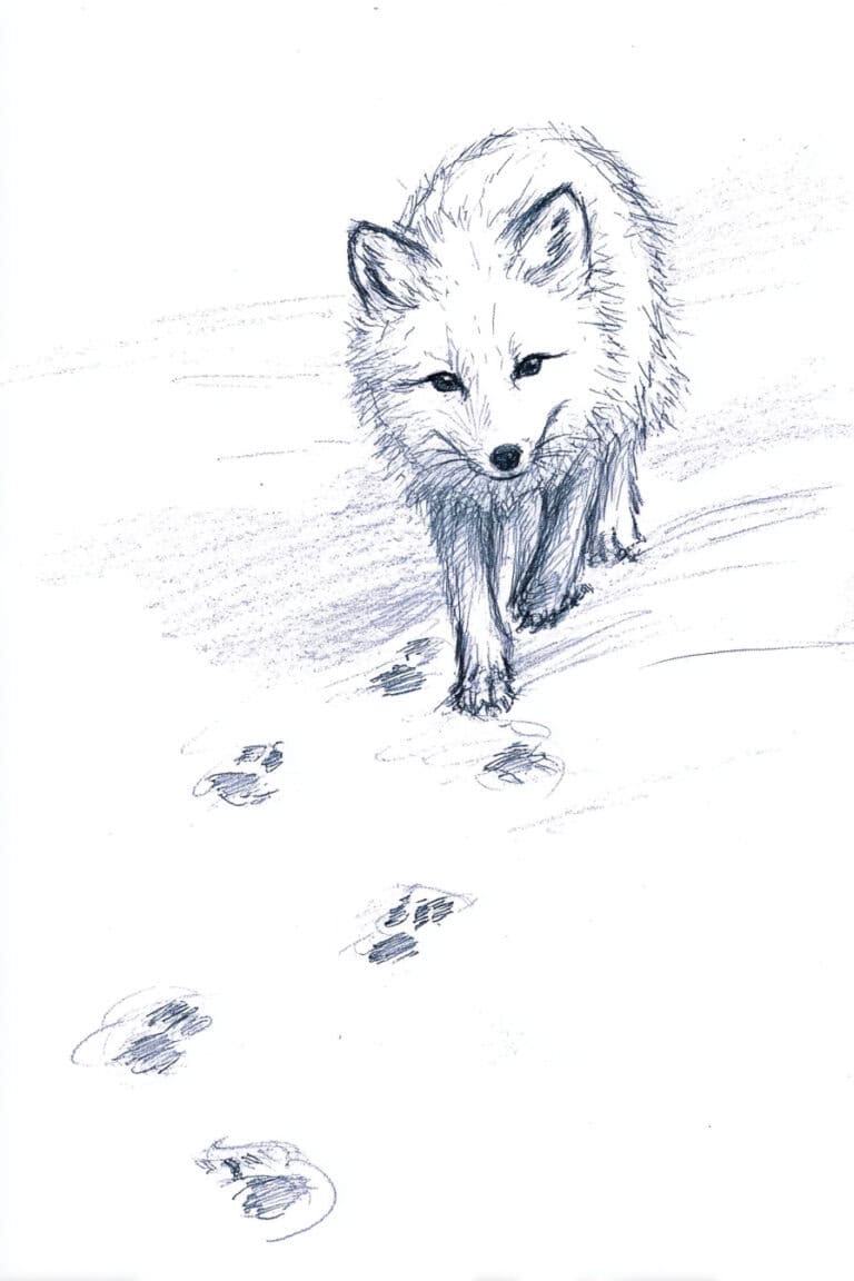 Arctic Fox Trek