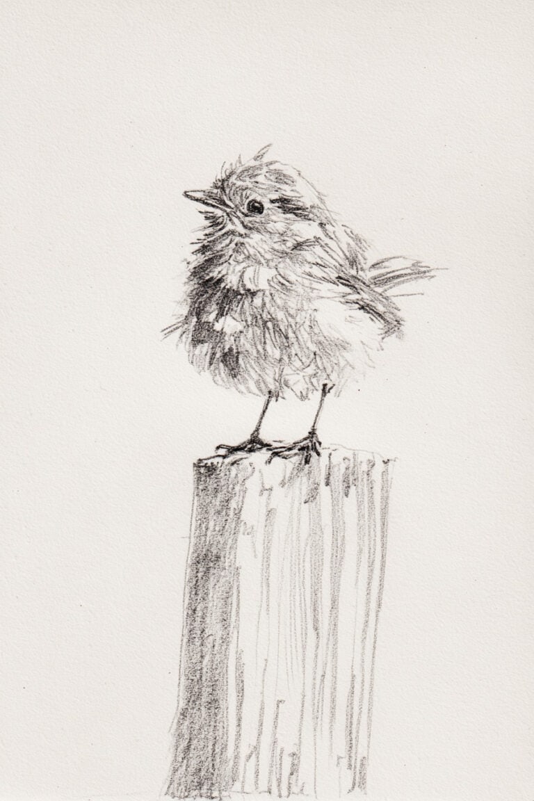 Robin on Fence Post