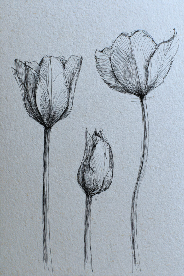 Botanical Study of Tulips