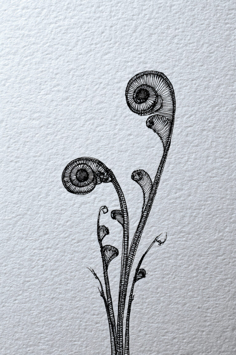 Fern Fronds Unfurling