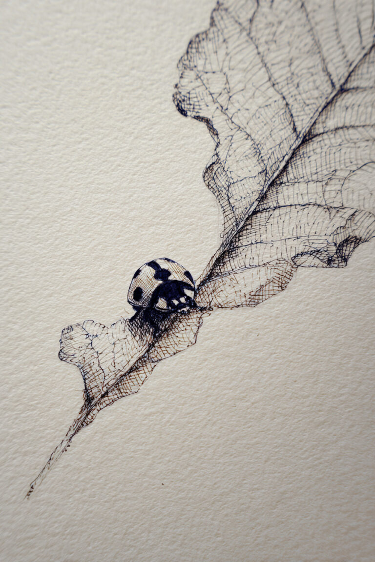 Ladybug on Leaf