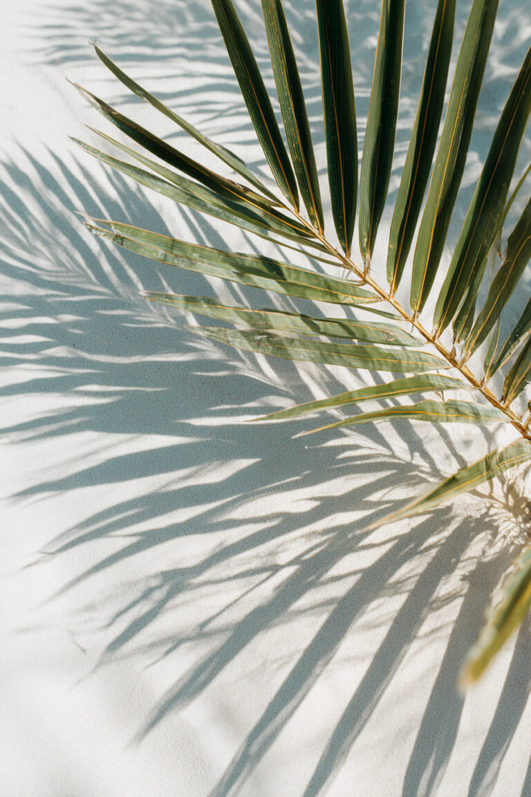 Tropical Palm Shadow Play
