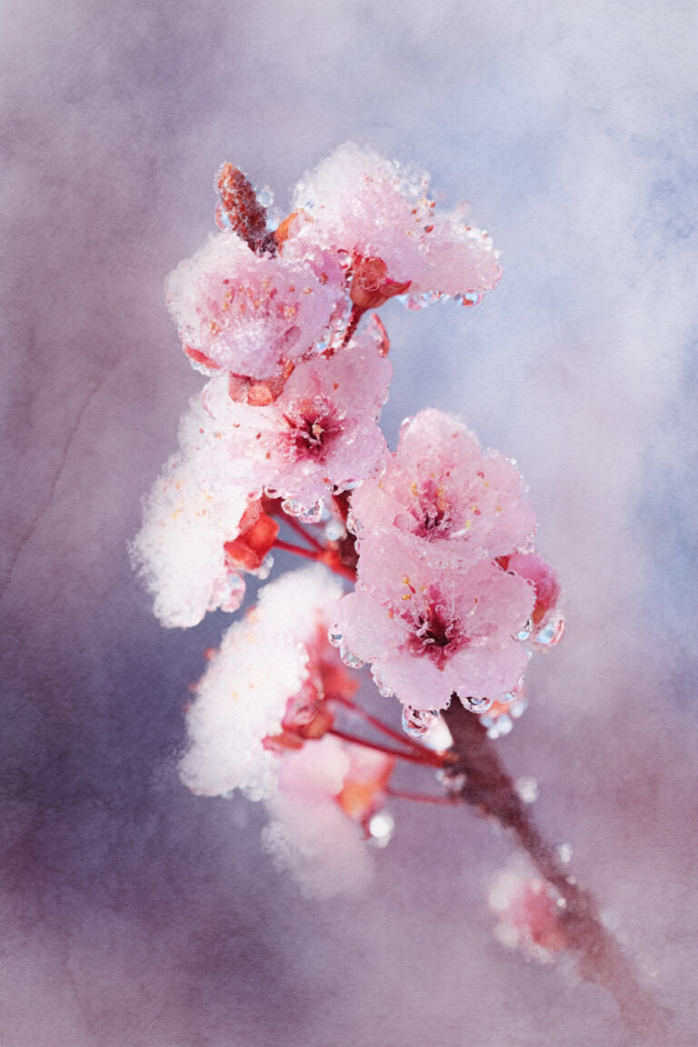 Delicate Blossom Close-Up