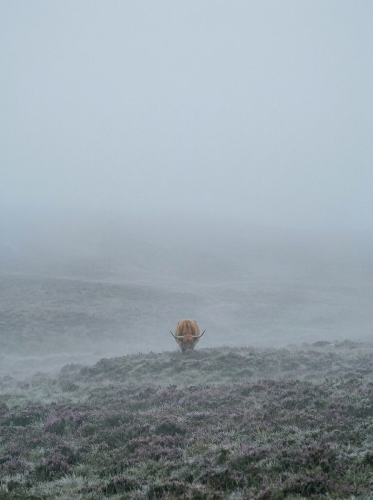 20. Highland Cattle in Morning Fog