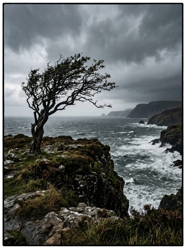 9. Twisted Hawthorn Tree on Clifftop